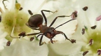 mrówka 2